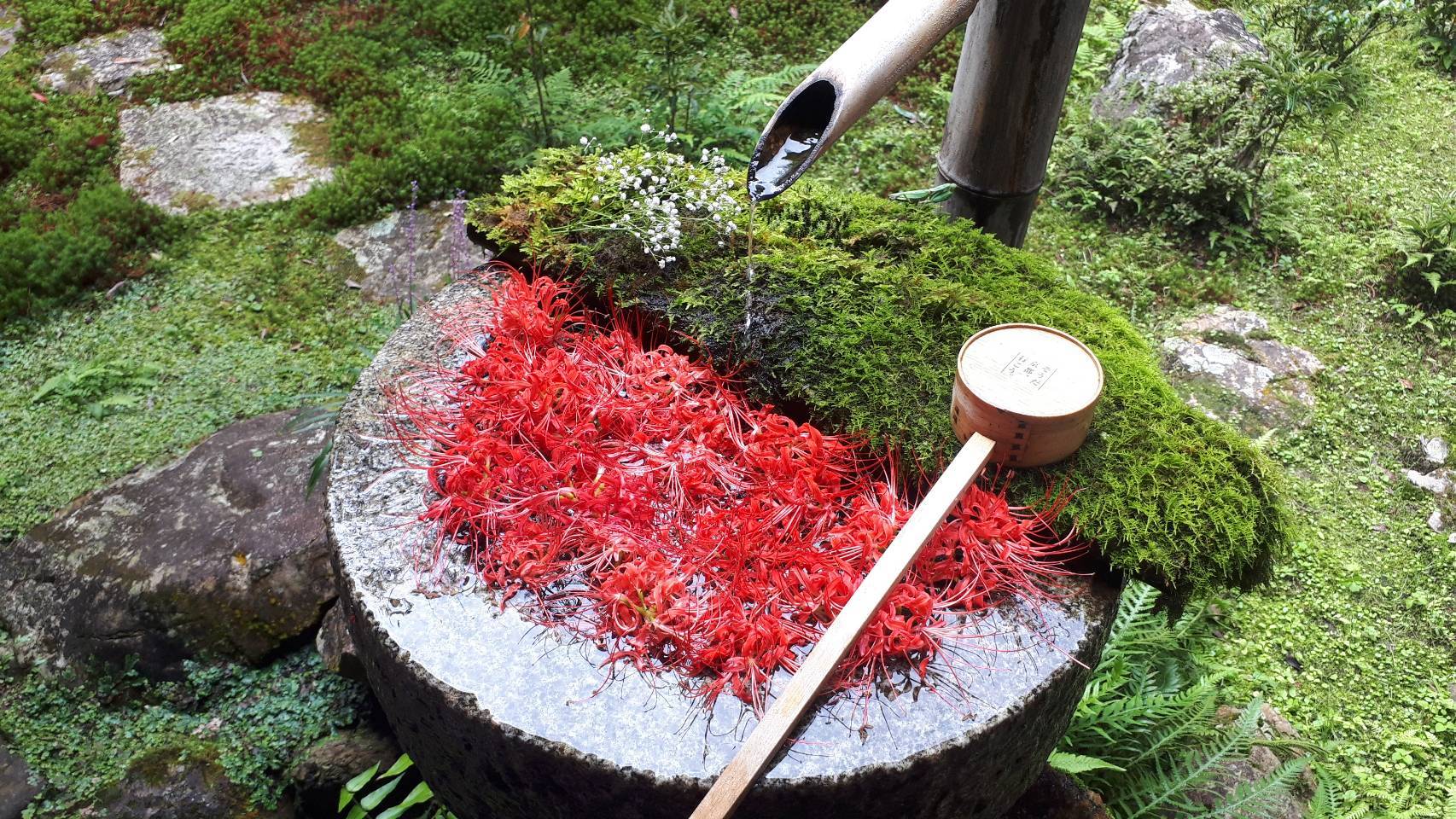 眼病平癒祈願所　柳谷観音（楊谷寺）「花手水」ナニコレ珍百景_d0106134_08381016.jpg