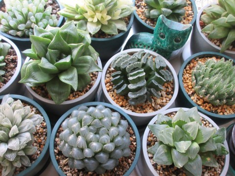 水やり後のハオルチアたち あるまじろの庭