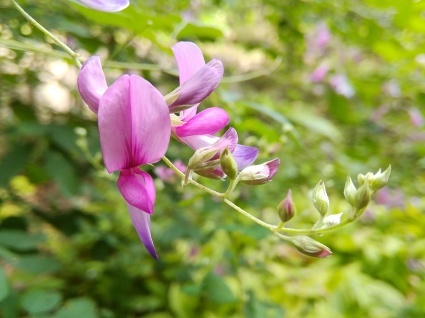 萩庭にいます…_b0368362_12013835.jpg