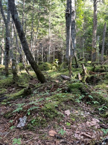雌阿寒岳と雄阿寒岳へ_d0198793_11435165.jpg