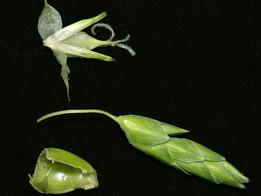 ジュズダマの花の観察 続々 自然観察大学ブログ ジュズダマの花の観察 続々 自然観察大学ブログ