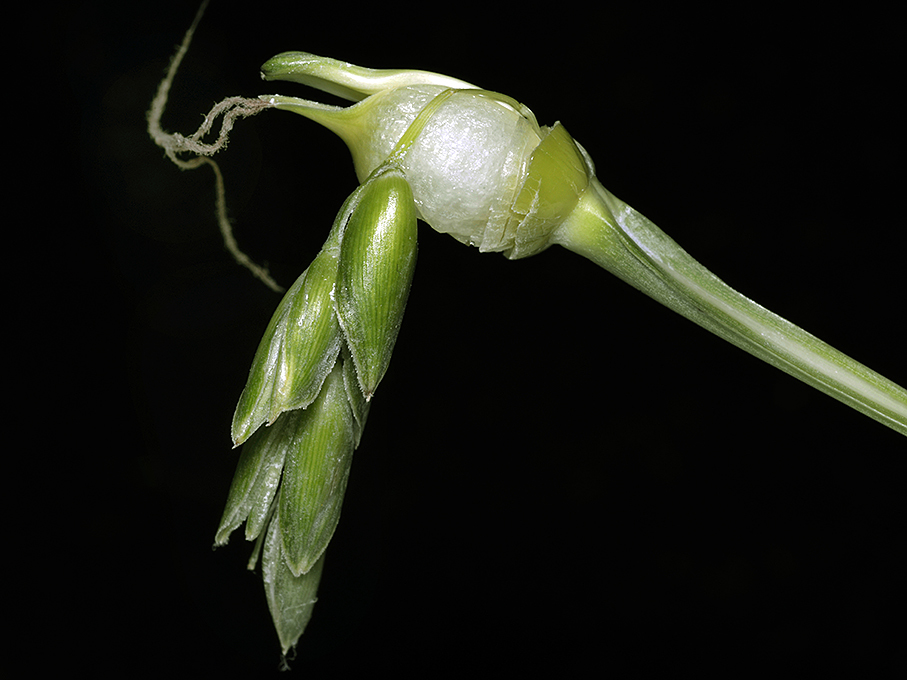 ジュズダマの花の観察 続々 自然観察大学ブログ ジュズダマの花の観察 続々 自然観察大学ブログ