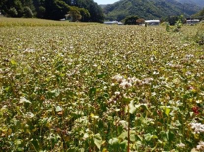 蕎麦街道の天ぷら蕎麦_e0077899_21322329.jpg