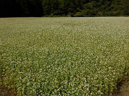蕎麦街道の天ぷら蕎麦_e0077899_21323568.jpg