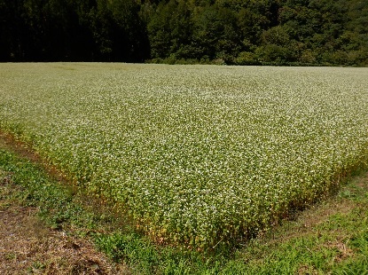 蕎麦街道の天ぷら蕎麦_e0077899_21325628.jpg