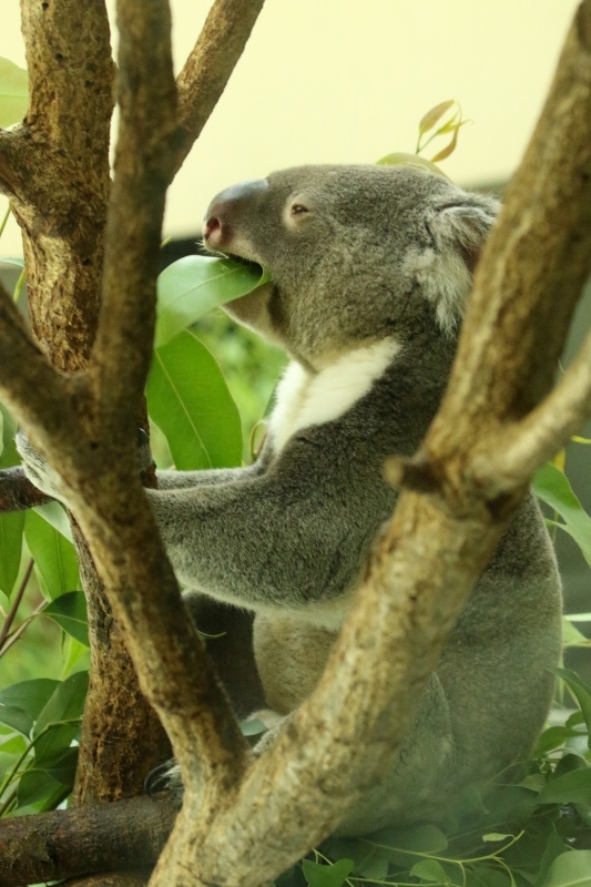 今日はケニアからオーストラリアへ コアラが好きなユーカリの葉 旅プラスの日記