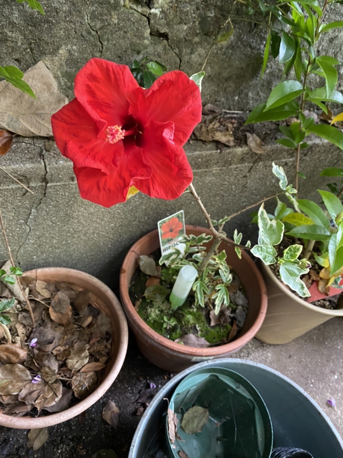 花が咲きました!_c0290504_17343273.jpg