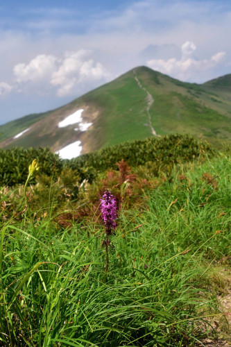 猛暑の東京を脱出して稜線上のお花畑へ～2017年7月 平標山＋仙ノ倉山_d0372906_20142203.jpg