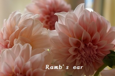 入荷した切り花ご紹介 Ramb S Ear ﾗﾑｽﾞｲﾔｰ
