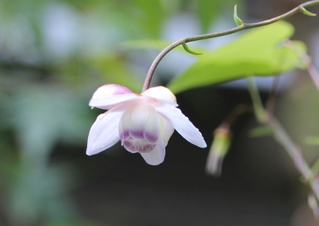 夏から秋へ　庭の花_a0309917_19561812.jpg