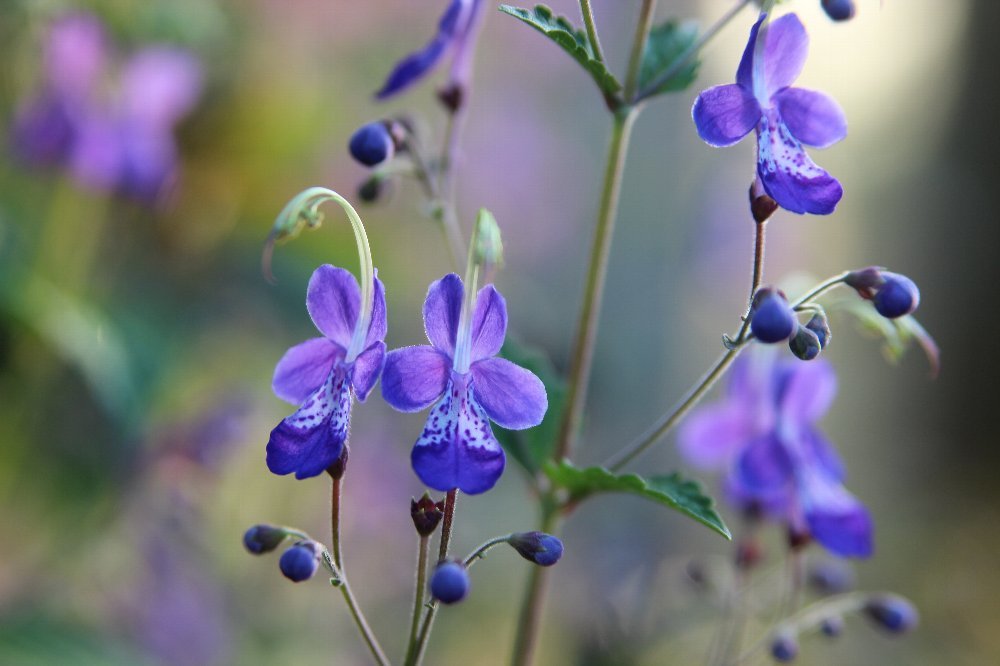 夏から秋へ　庭の花_a0309917_19570976.jpg