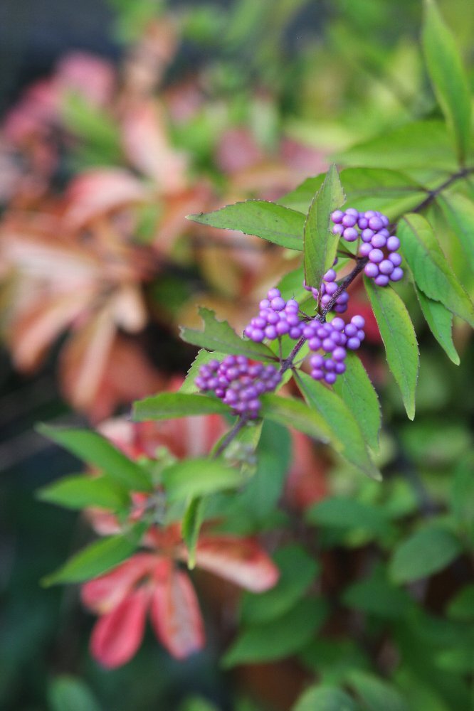 夏から秋へ　庭の花_a0309917_20003015.jpg