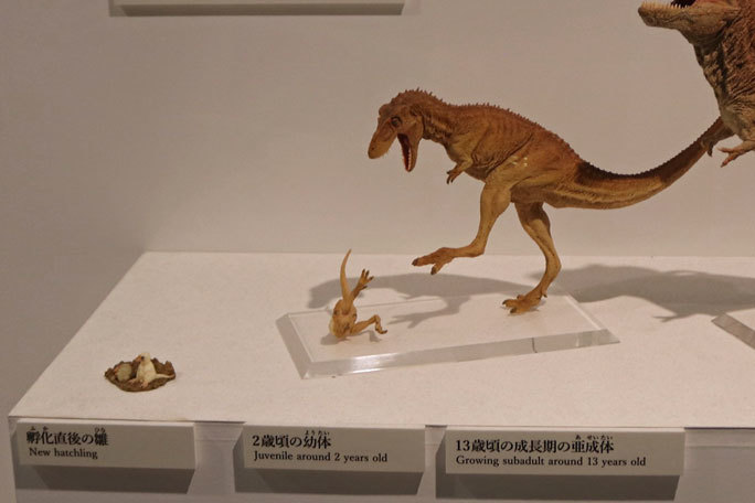 ナノティラヌス（ティラノサウルス幼体）の歯恐竜化石