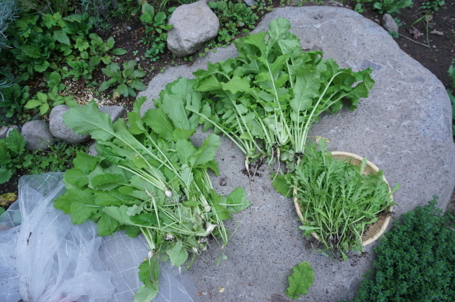 家庭菜園 間引き菜を食べよう Yukkescrap