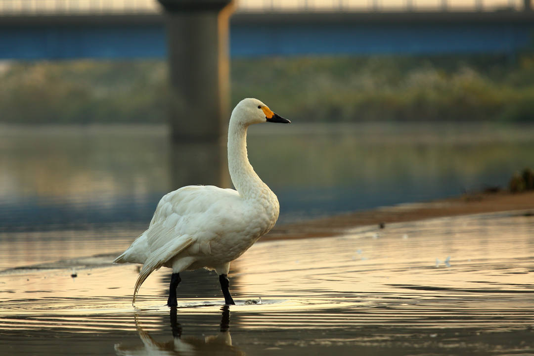 ひとりぼっちの白鳥_e0403850_20204276.jpg