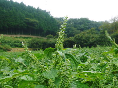 『えごま油』今期最終搾油分を数量限定で販売中！白エゴマは花から実へ！黒エゴマは土寄せを施しました！_a0254656_18423305.jpg