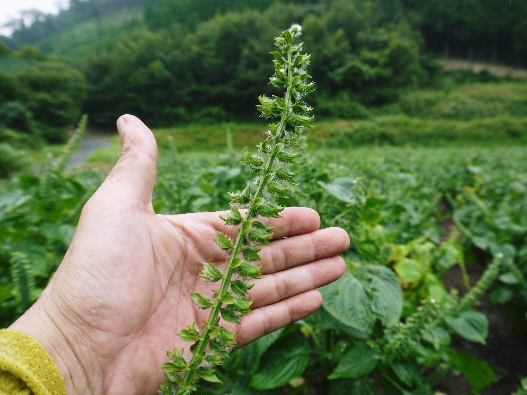 『えごま油』今期最終搾油分を数量限定で販売中！白エゴマは花から実へ！黒エゴマは土寄せを施しました！_a0254656_18453702.jpg