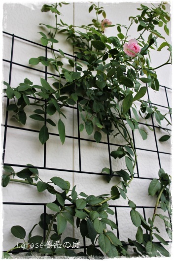 壁面誘引している ザ ミル オン ザ フロス La Rose 薔薇の庭