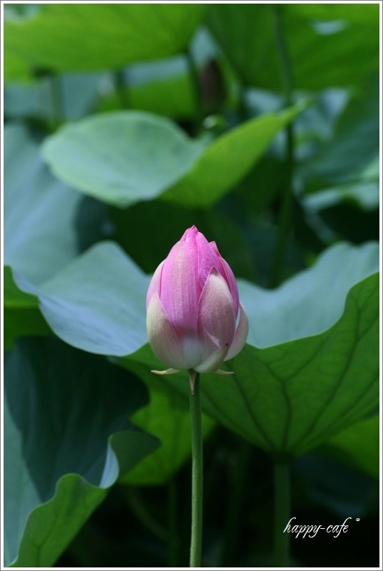 チューリップみたいな蓮の花♪　～蓮花寺池公園にて～_a0167759_04454837.jpg