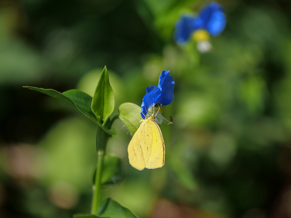 河川敷での吸蜜源_f0199866_07483500.jpg