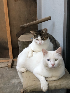 栗の渋皮煮、再び_f0363168_19084140.png