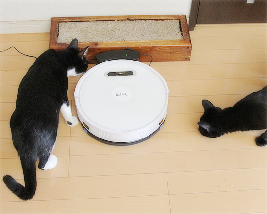 新しい家族(?)がやってきた!_a0389088_11475721.jpg