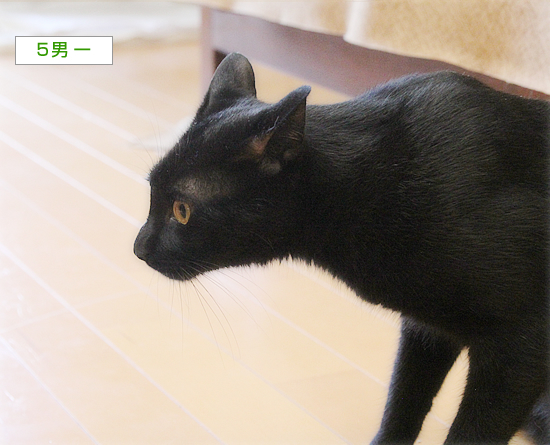 新しい家族(?)がやってきた!_a0389088_11475758.jpg