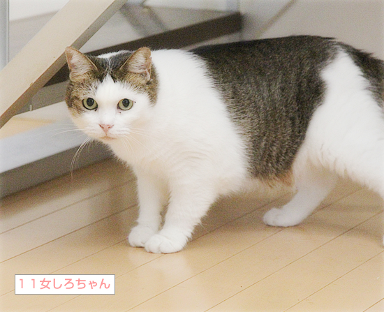 新しい家族(?)がやってきた!_a0389088_11475777.jpg