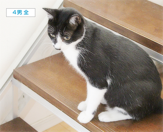 新しい家族(?)がやってきた!_a0389088_11475788.jpg