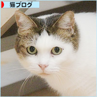 新しい家族(?)がやってきた!_a0389088_11475808.jpg