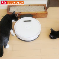新しい家族(?)がやってきた!_a0389088_11475873.jpg