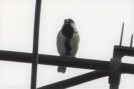 シジュウカラの巣と親ガチャ?_c0280322_21260771.jpg