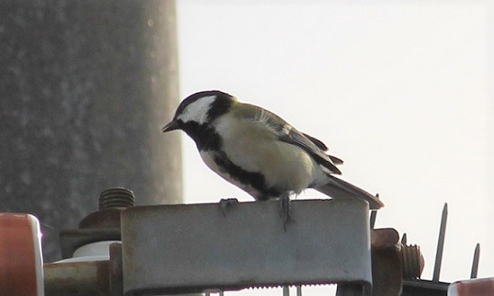 シジュウカラの巣と親ガチャ?_c0280322_21262129.jpg