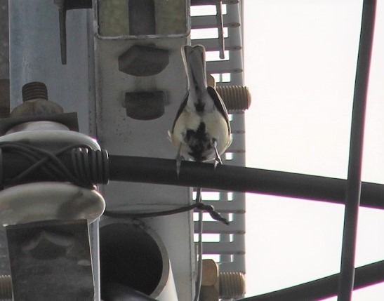 シジュウカラの巣と親ガチャ?_c0280322_21263699.jpg