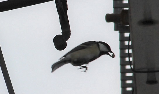 シジュウカラの巣と親ガチャ?_c0280322_21284004.jpg