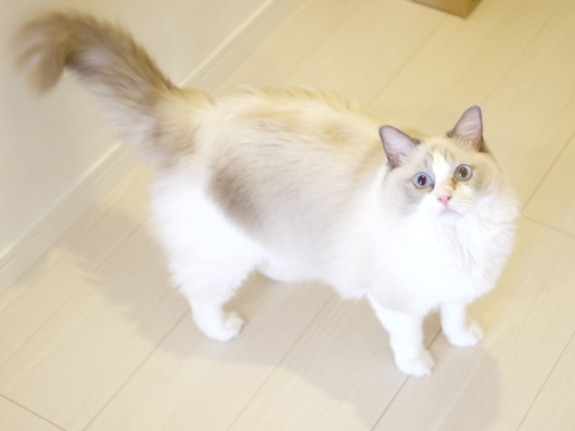 猫のお留守番 マロンちゃん編。_a0143140_21363141.jpg