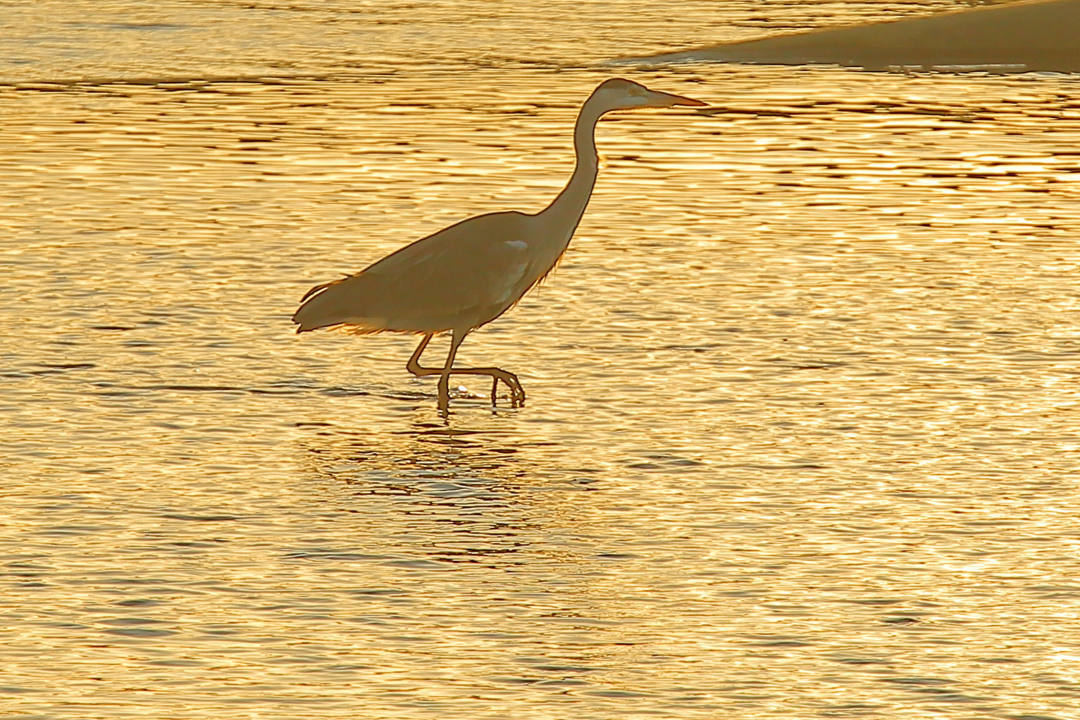 マガン_e0403850_22200464.jpg