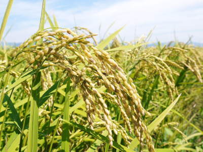 砂田米 花から頭を垂れ始めるまで!今年も順調に黄金色に色づき始めました! 令和3年度も減農薬栽培です!_a0254656_19152650.jpg