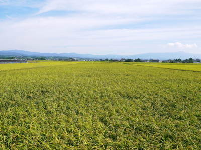 砂田米 花から頭を垂れ始めるまで!今年も順調に黄金色に色づき始めました! 令和3年度も減農薬栽培です!_a0254656_19181397.jpg