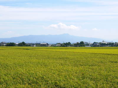 砂田米 花から頭を垂れ始めるまで!今年も順調に黄金色に色づき始めました! 令和3年度も減農薬栽培です!_a0254656_19320842.jpg