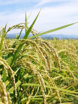 砂田米 花から頭を垂れ始めるまで!今年も順調に黄金色に色づき始めました! 令和3年度も減農薬栽培です!_a0254656_19421086.jpg