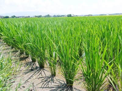 砂田米 花から頭を垂れ始めるまで!今年も順調に黄金色に色づき始めました! 令和3年度も減農薬栽培です!_a0254656_19524934.jpg