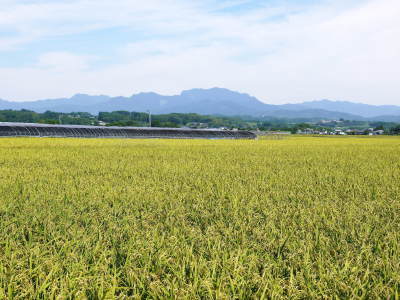 砂田米 花から頭を垂れ始めるまで!今年も順調に黄金色に色づき始めました! 令和3年度も減農薬栽培です!_a0254656_19542159.jpg