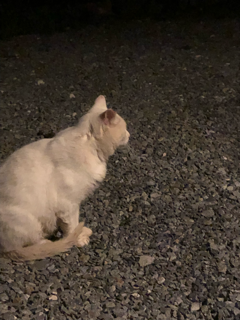 シロちゃんのTNR_f0363168_19245611.png