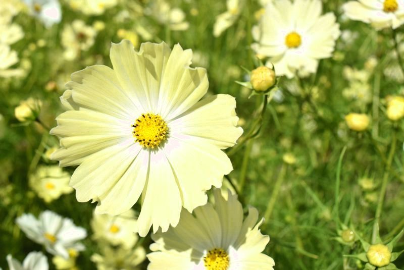 知って得する季語 秋の風イロイロ 長州より発信