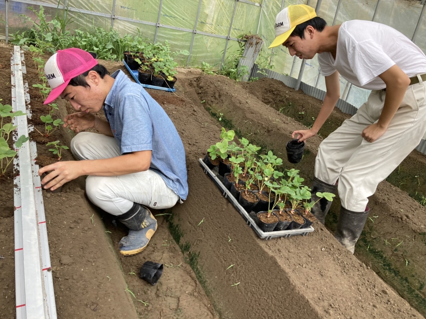 いちごの定植作業など_e0270198_18281094.jpg