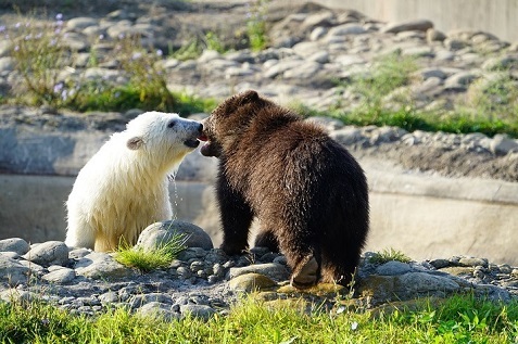 アメリカ・デトロイト動物園で人工哺育されているレアク (Laerke) がグリズリーの孤児ジェビー (Jebbie) と友達となる_a0151913_17173240.jpg