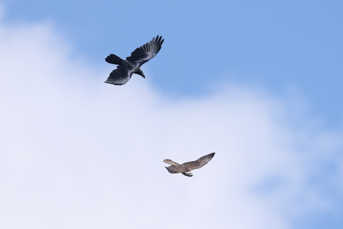 ハヤブサ 若鳥の攻防 ①_f0369315_10500745.jpg