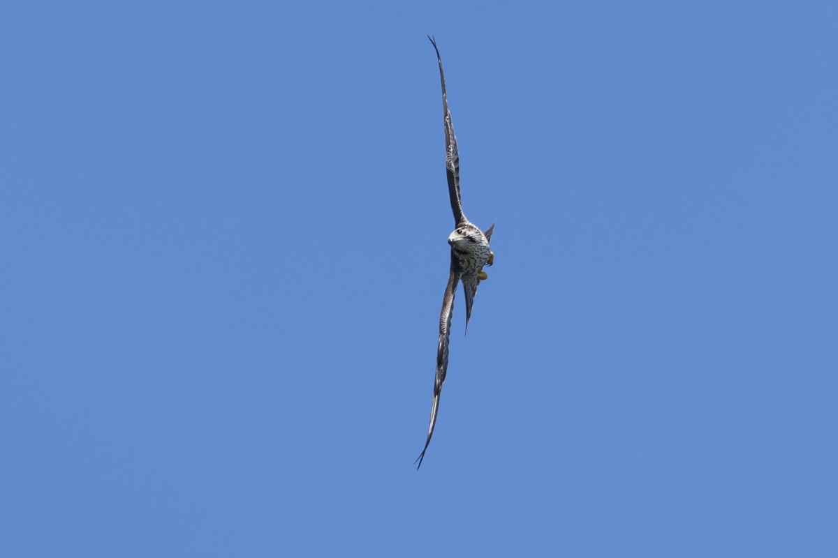 ハヤブサ 若鳥の攻防 ①_f0369315_10500889.jpg