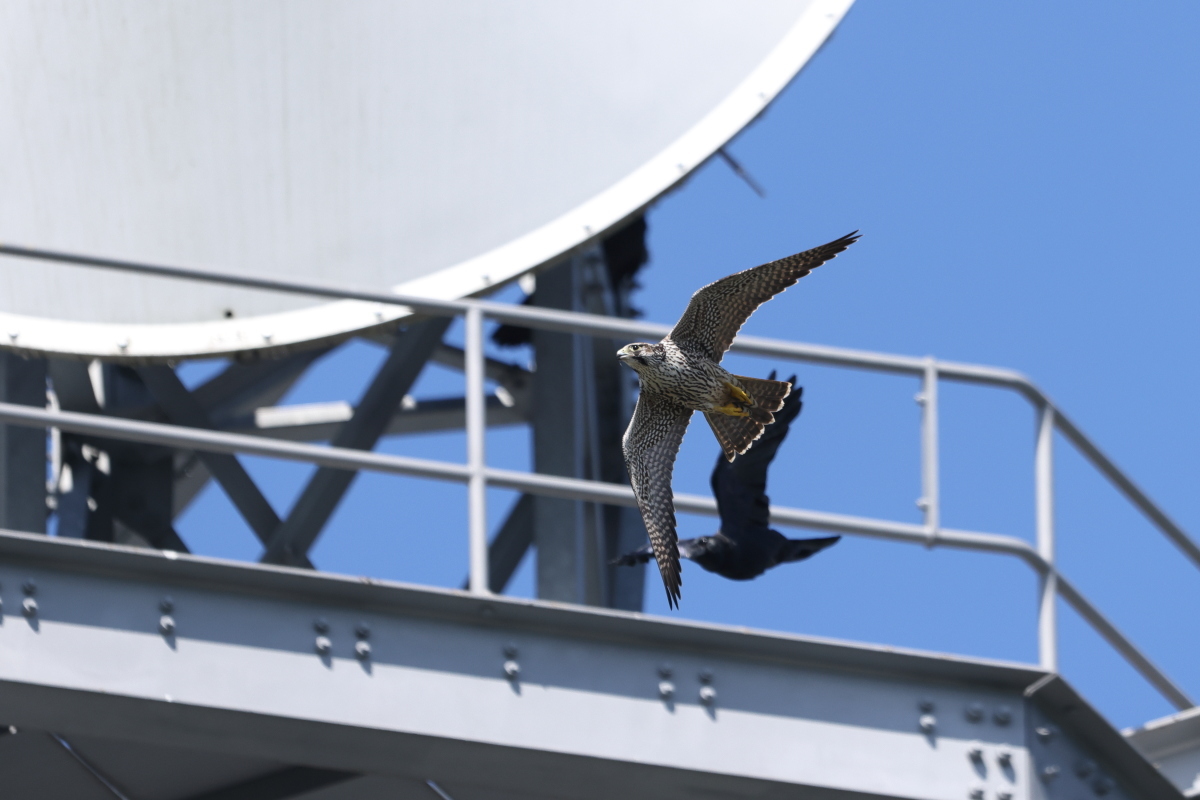 ハヤブサ 若鳥の攻防 ②_f0369315_12584654.jpg